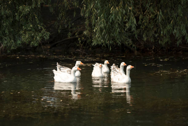 istock Gooses in Danube Delta channel,  Romania,  in a summer sunny day 1269264087