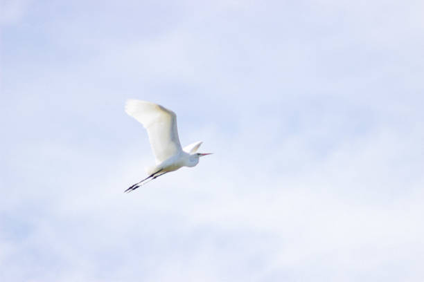 istock Flying heron in the sky 1269264534