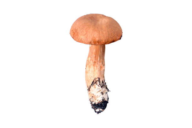 istock Close-up white mushroom isolated on white background 1269265376