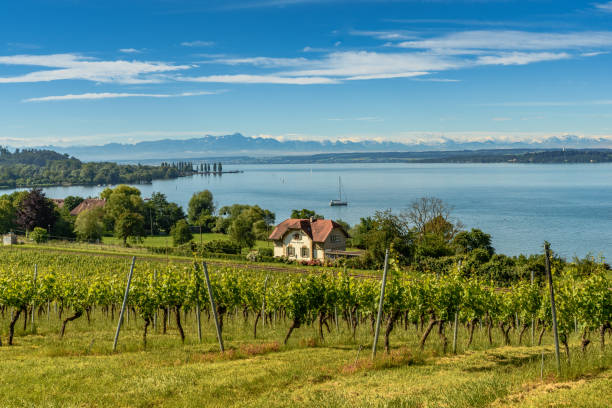 View of Lake Constance with alpine panorama, Germany View of Lake Constance with Swiss alps and mountain Saentis in background and vineyards and train station Birnau-Maurach in foreground. Uhldingen-Muehlhofen, Baden-Wuerttemberg, Germany bodensee stock pictures, royalty-free photos & images