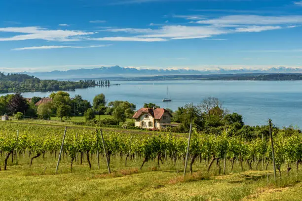 View of Lake Constance with Swiss alps and mountain Saentis in background and vineyards and train station Birnau-Maurach in foreground. Uhldingen-Muehlhofen, Baden-Wuerttemberg, Germany