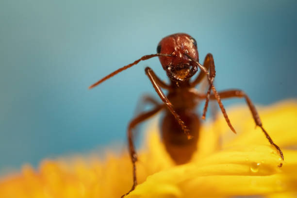 istock Ant on a yellow wildflower 1269265818