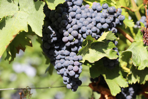 istock Close up of ripe blue grapes on vine 1269266163