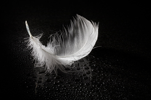 White feather on black reflective surface background