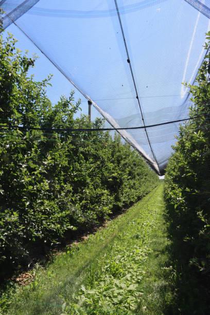 istock Protection nets on a apple orchard In the italian countryside 1269266709