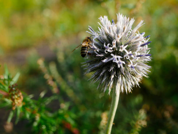 boschetti e un prato con una pianta di miele fiorita chiamata echinops sphaerocephalus l. - echinops spaerocephalus foto e immagini stock