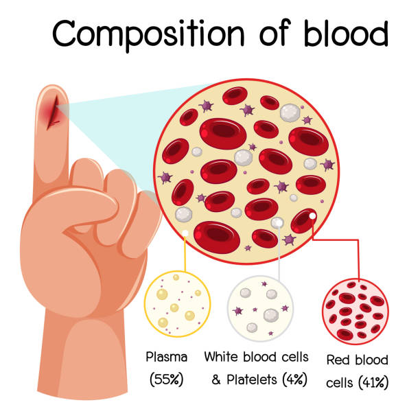 혈액 다이어그램의 구성 - wbc stock illustrations