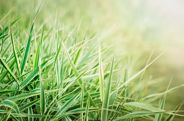 Green and white Phalaris arundinacea leaves. Beautiful blurred natural background with place for text, copyspace.