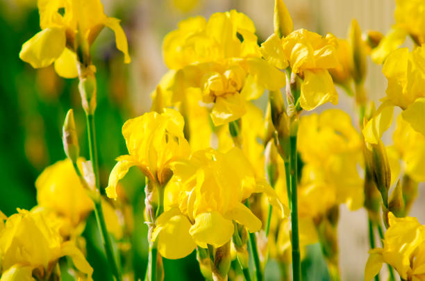 yellow irises bloom in the garden