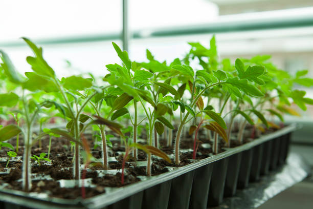 istock Seedlings in plastic black germination tray. 1269269266