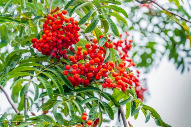 schöne rote rowan auf den grünen zweigen der bäume bei bewölktem wetter - vogelbeere stock-fotos und bilder