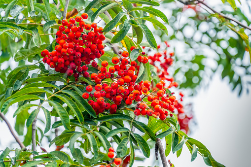 Beautiful red Rowan on the green branches of trees in cloudy weather