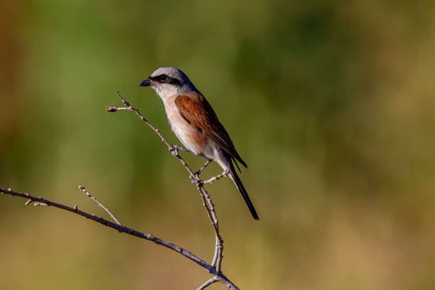 istock Red-backed Shrike Lanius collurio perched on branch. 1269269830