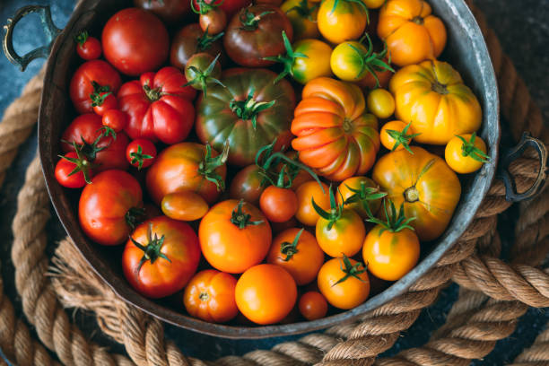 istock tomatoes of different colors are displayed as a gradient on a dark background. 1269270138