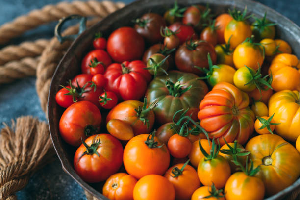 istock tomatoes of different colors are displayed as a gradient on a dark background. 1269270167