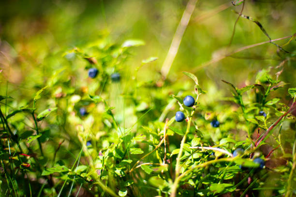 istock Forest and wild flowers. 1269270471