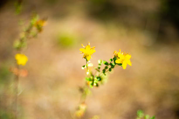 istock Forest and wild flowers. 1269270477