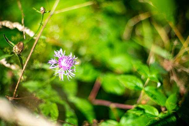 istock Forest and wild flowers. 1269270511