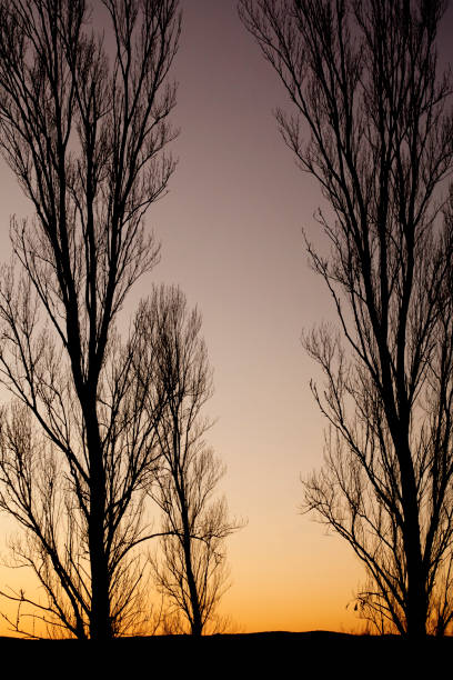 leafless poplar trees back lit, sunset background. - poplar tree tree black poplar silhouette imagens e fotografias de stock