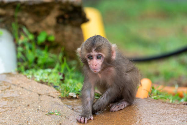 Young animal child of monkey playing near fence with sunflower seeds