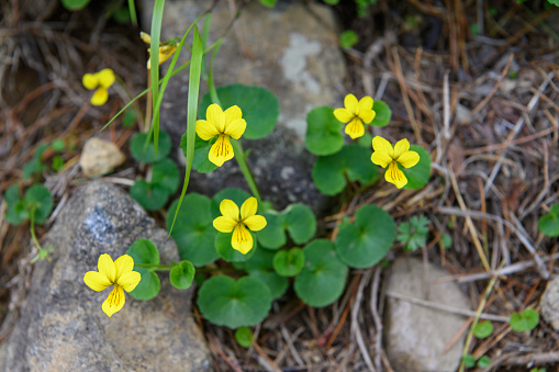 Alpine plants in Mount Chokaisan ( scientific name : Viola biflora ).Mt. Chokaisan is one of Japan’s 100 most famous mountains and an active volcano.