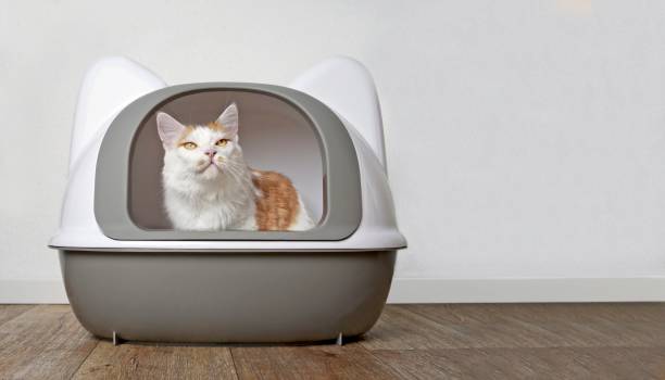 istock Tabby cat looking funny out of a litter box. Panoramic image with copyspace for your individual text. 1269272629