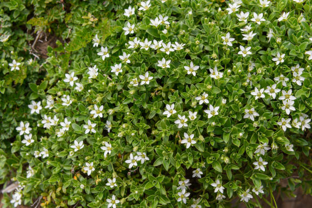 istock Alpine plants in Mount Chokaisan ( scientific name : Arenaria merckioides var. chokaiensis ) 1269272721