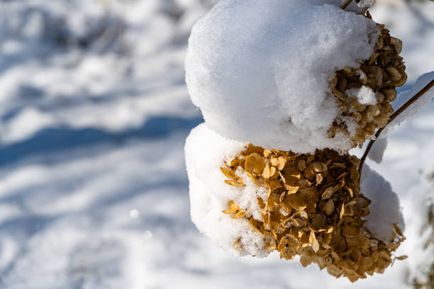 istock Snow on beautiful dry hydrangea flower on blurred background. Selective focus. Winter's tale in landscaped garden. Close-up. North Caucasus nature concept for design. 1269272794