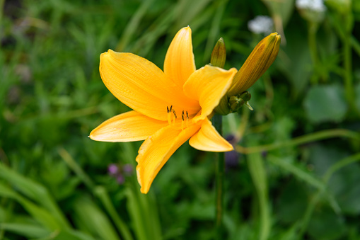 Alpine plants in Mount Chokaisan ( scientific name : Hemerocallis dumortieri var. esculenta ).Mt. Chokaisan is one of Japan’s 100 most famous mountains and an active volcano.