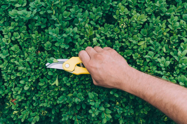 istock A man with clippers cuts green plants. 1269273202