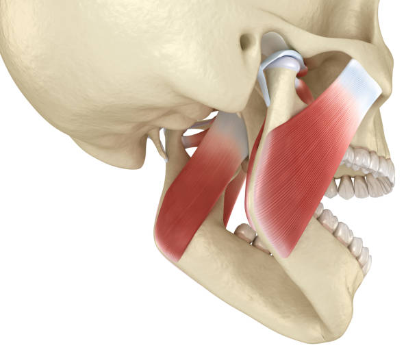 Tmj The Temporomandibular Joints And Muscles Medically Accurate 3d  Illustration Stock Photo - Download Image Now - iStock