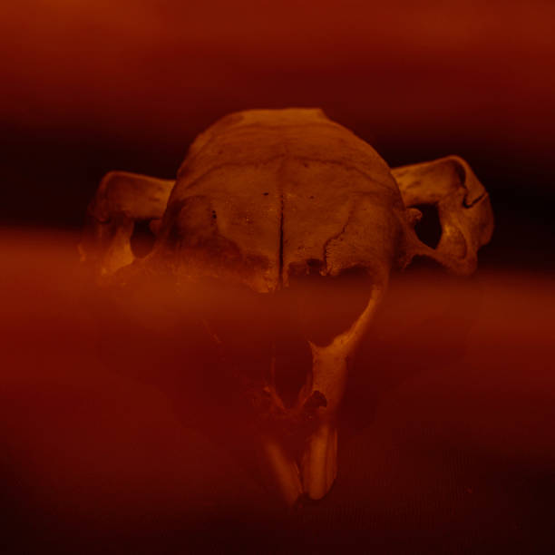 istock Wombat skull with red, mystic layer 1269275661