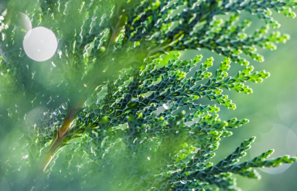 Closeup Blue leaves of evergreen coniferous tree Lawson Cypress or Chamaecyparis lawsoniana after the rain. Extreme bokeh with light reflection. Macro photography, selective focus, blurred nature background Closeup Blue leaves of evergreen coniferous tree Lawson Cypress or Chamaecyparis lawsoniana after the rain. Extreme bokeh with light reflection. Macro photography, selective focus, blurred nature background. Space for text chamaecyparis stock pictures, royalty-free photos & images