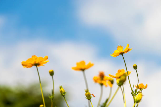 istock Yellow flowers growing towards the sky 1269277249