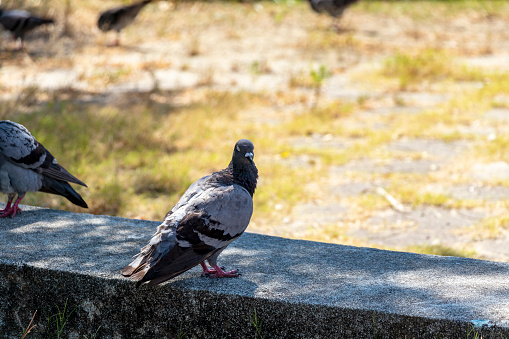 Pigeon in the shade of the park