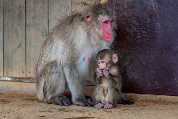 istock Japanese macaque in Arashiyama, Kyoto. 1269278304