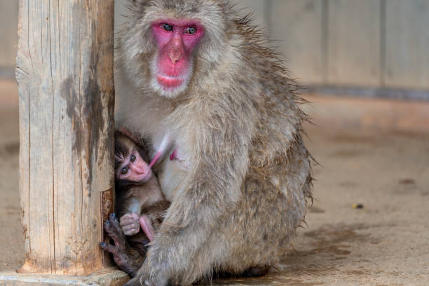 Japanese macaque in Arashiyama, Kyoto.
