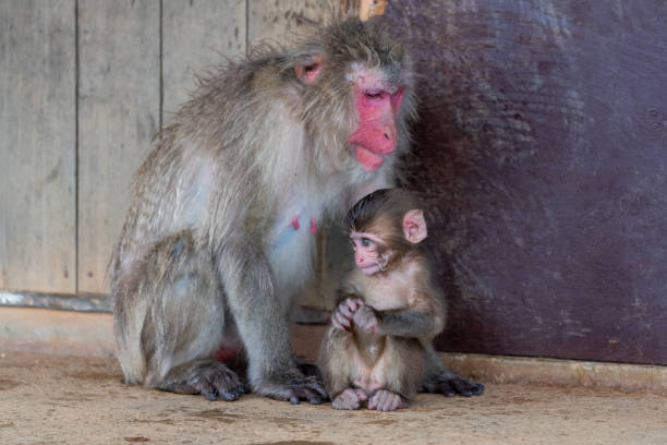 istock Japanese macaque in Arashiyama, Kyoto. 1269278608