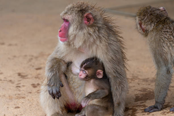 istock Japanese macaque in Arashiyama, Kyoto. 1269278622