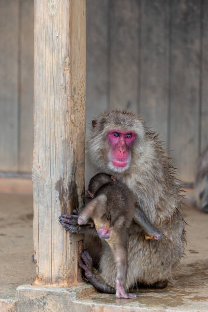 istock Japanese macaque in Arashiyama, Kyoto. 1269278821