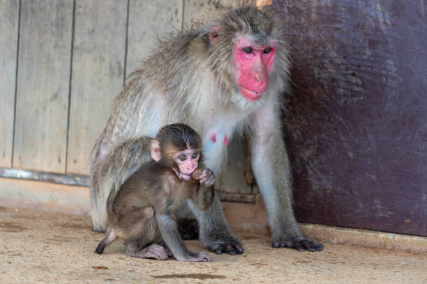 istock Japanese macaque in Arashiyama, Kyoto. 1269279507