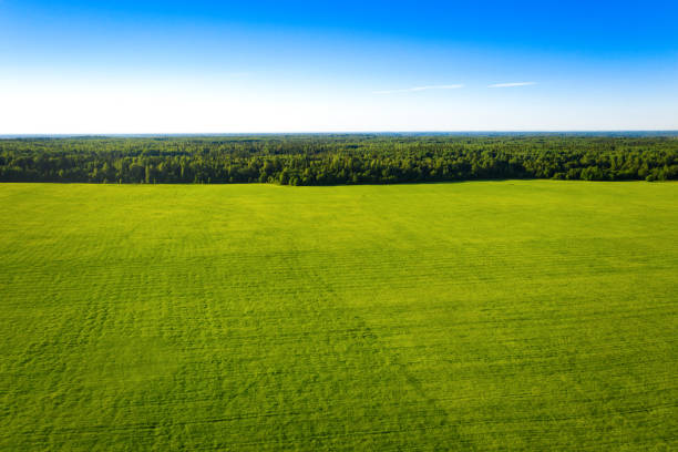 istock Summer forest and field with trees. Wild nature. Aerial view 1269279844
