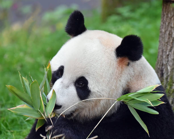 istock Close-up of Giant Panda eating bamboo 1269279986