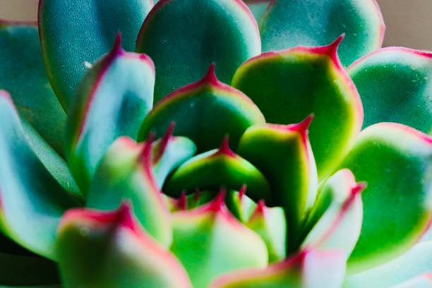 istock Close up of succulent plant for background 1269279992