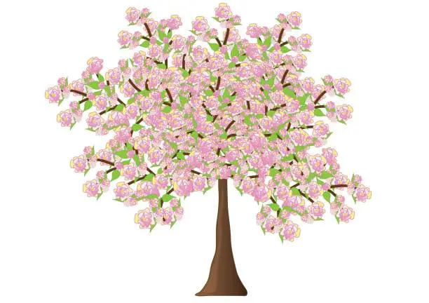 Vector illustration of Spreading flowering tree