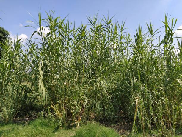 istock Green cane scene in the field 1269281370