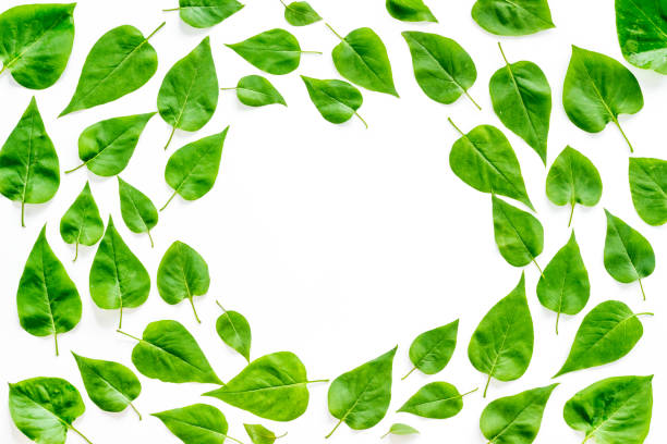istock Frame of green leaves. Nature background layout. Top view 1269281766
