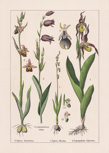 Monocotyledons, orchids: 1) Fly orchid (Ophrys insectifera, or Ophrys myodes), b-blossom, c-blossom (enlarged), d-pistil (enlarged); 2) Early spider-orchid (Ophrys sphegodes, or Ophrys arachnites), b-blossom; 3) Red helleborine (Cephalanthera rubra); 4) Lady's slipper orchid (Cypripedium calceolus). Chromolithograph, published in 1895.