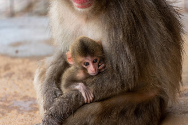 istock Japanese macaque Kyoto. 1269283966