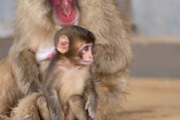 A baby monkey and a mother monkey.